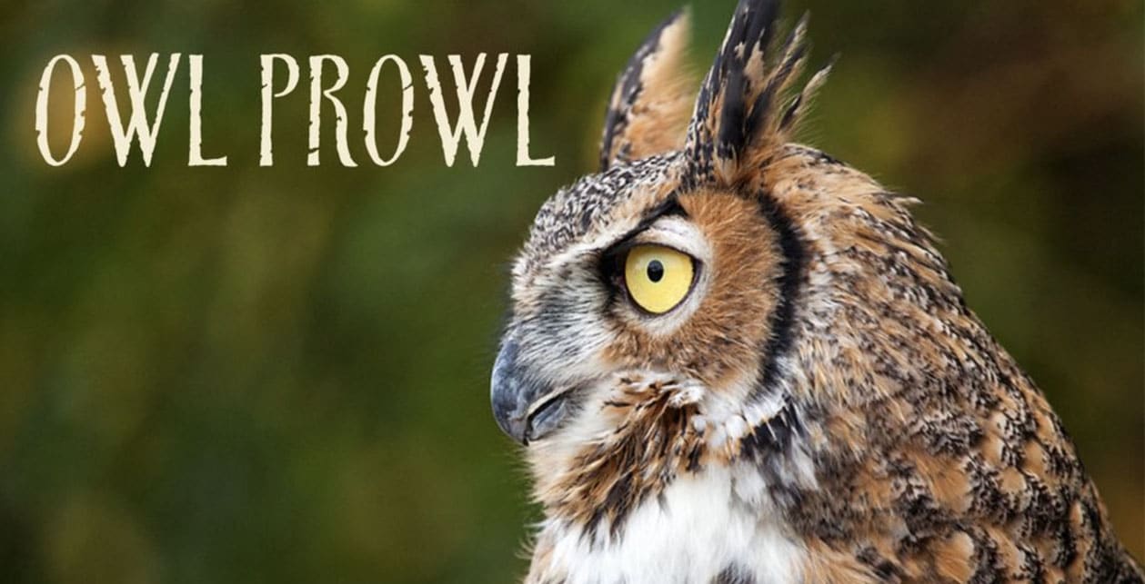 Owl Prowl at Center for Wildlife